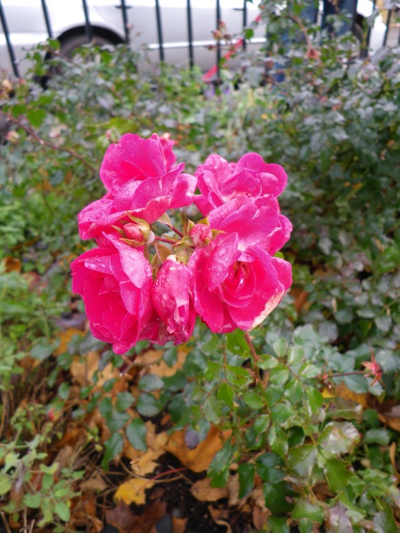November Rose