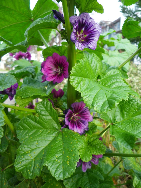 In front of Johnny's house