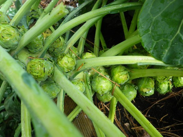Brussels Sprouts