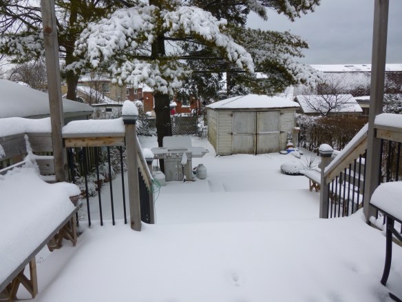 View from the backyard