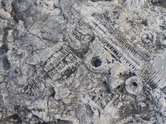 Fossils embedded in the rock.