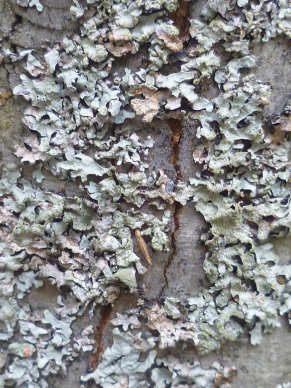 Lichen