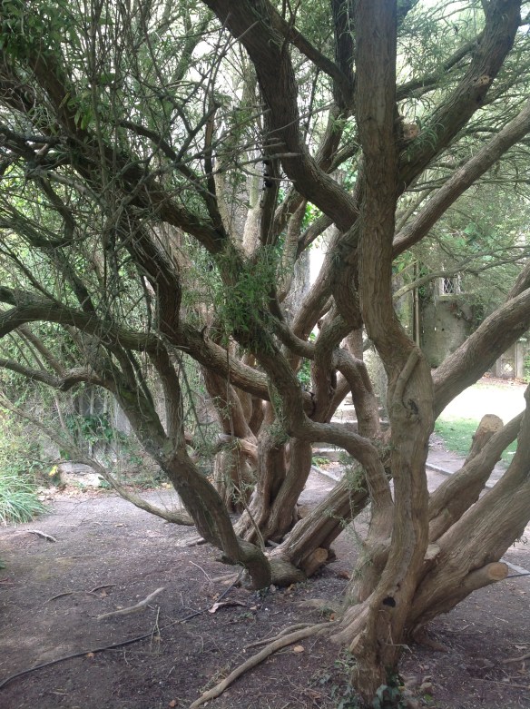 Gnarly old trees surrounding the church