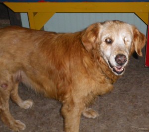 This is Scully at the cottage when she was 15 years old. As you can see she only has one eye. She lost her eye when she was only two but it certainly didn't slow her down. She hated having her picture taken and would usually run away when she saw the camera. I suspect in her last year or two her sight in her one eye was starting to fail.