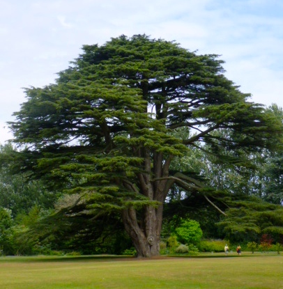 A grand old beauty that is over 500 years old.