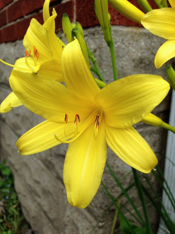 Yellow Day Lilies