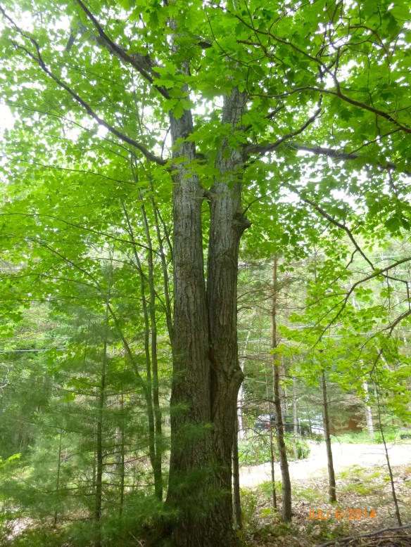 The old oak tree that sits on the edge of my property at the cottage.
