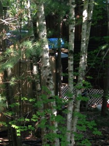 Looking through the trees to my neighbour's cottage.