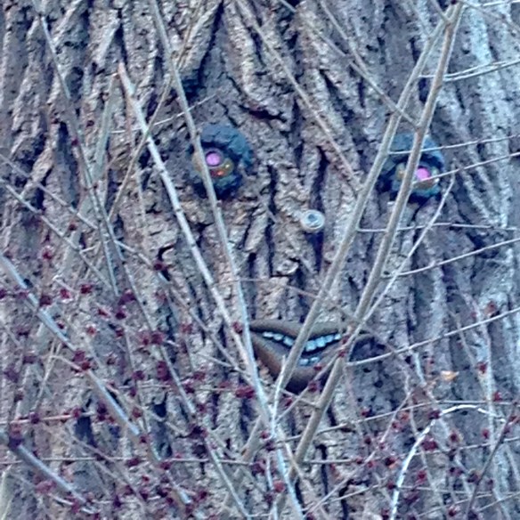 Like Becca, I've been finding these faces on trees   in my neighbourhood. This one looks like it's been around for awhile.