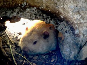 the-real-wiarton-willie-best-300x225