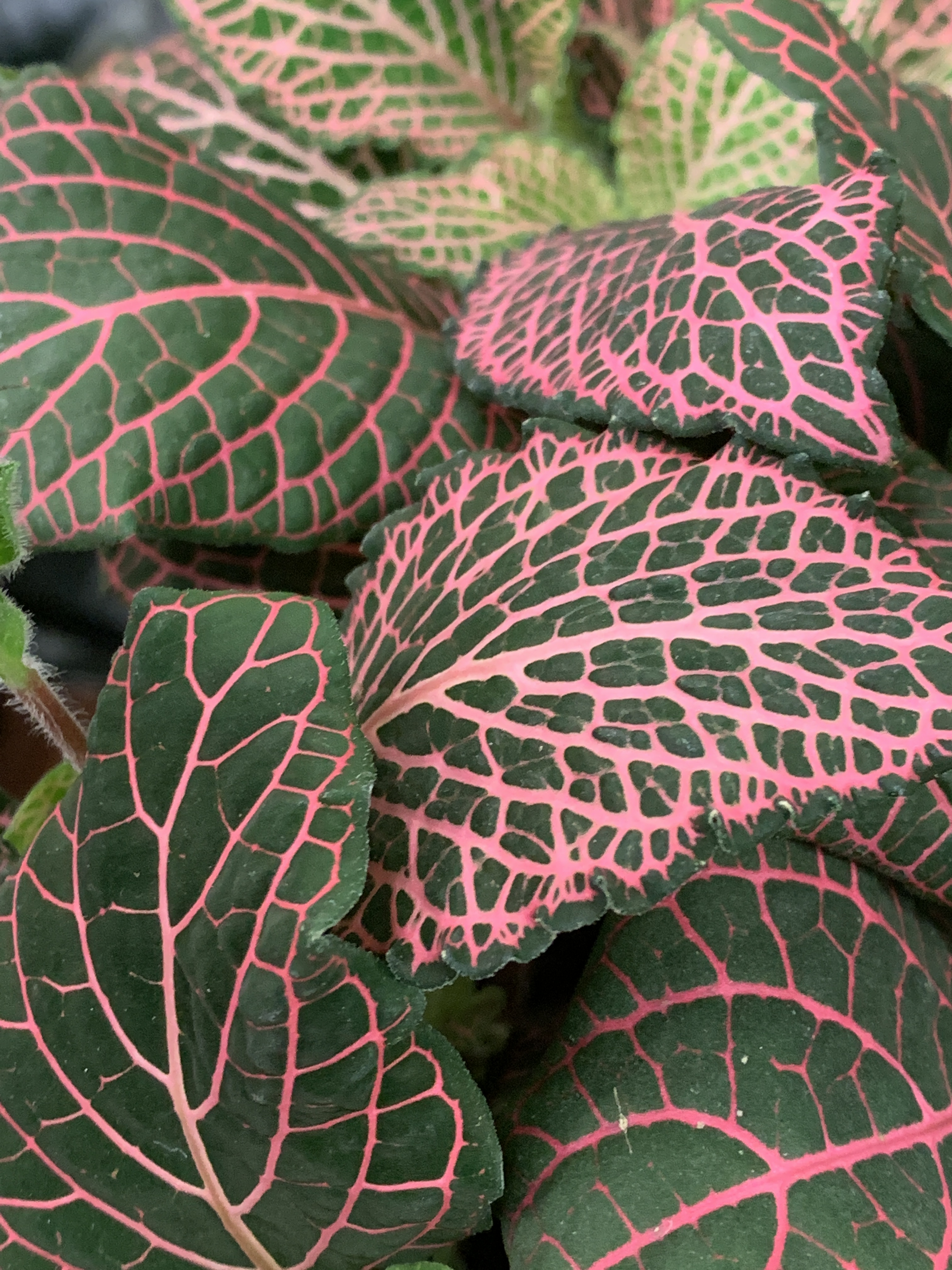 0C55434F-DDDC-4F39-B3FC-D4D65DF7868B