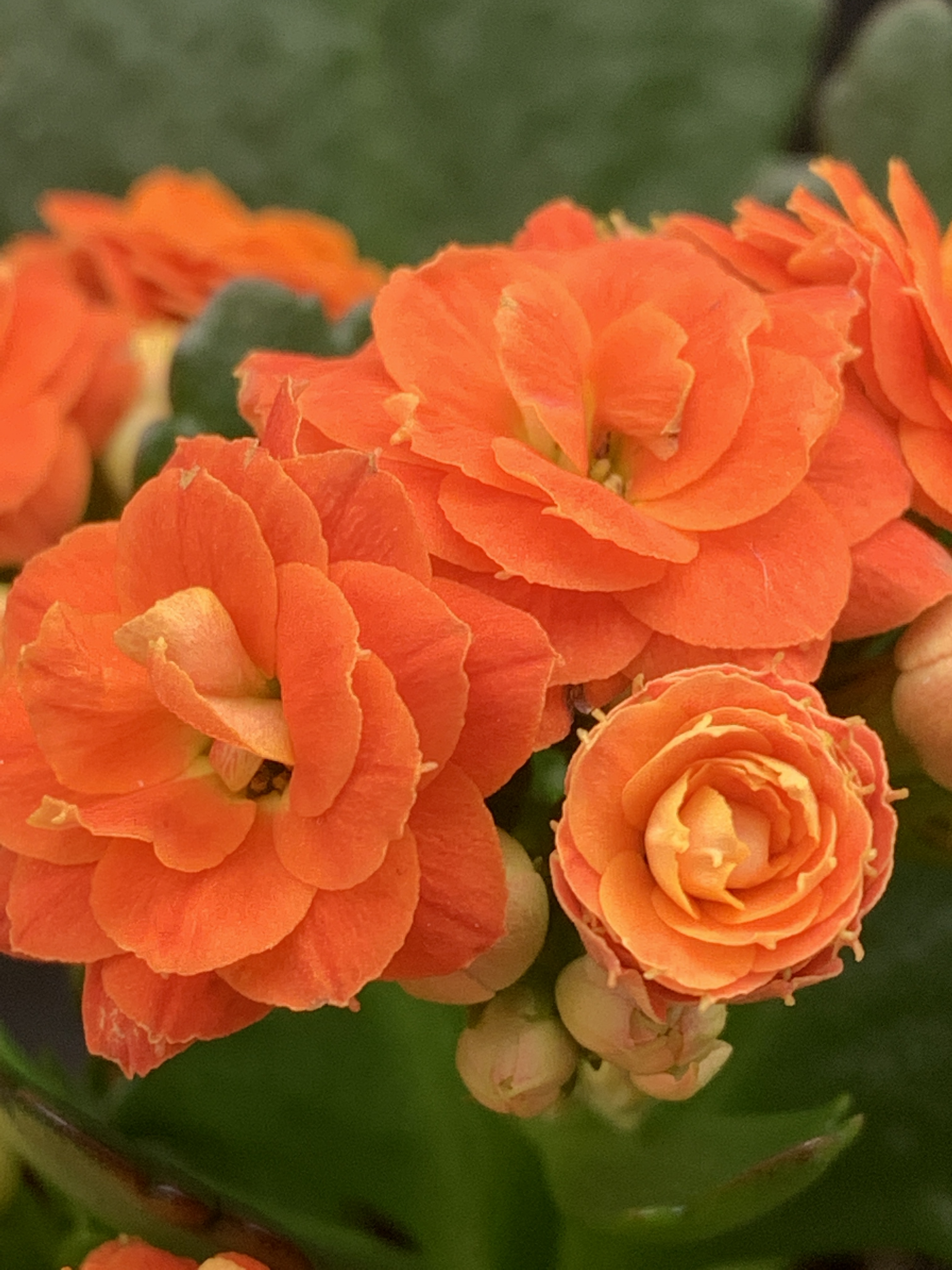 375DC7BB-7C61-4F1A-9E2F-D3F1EC65695C