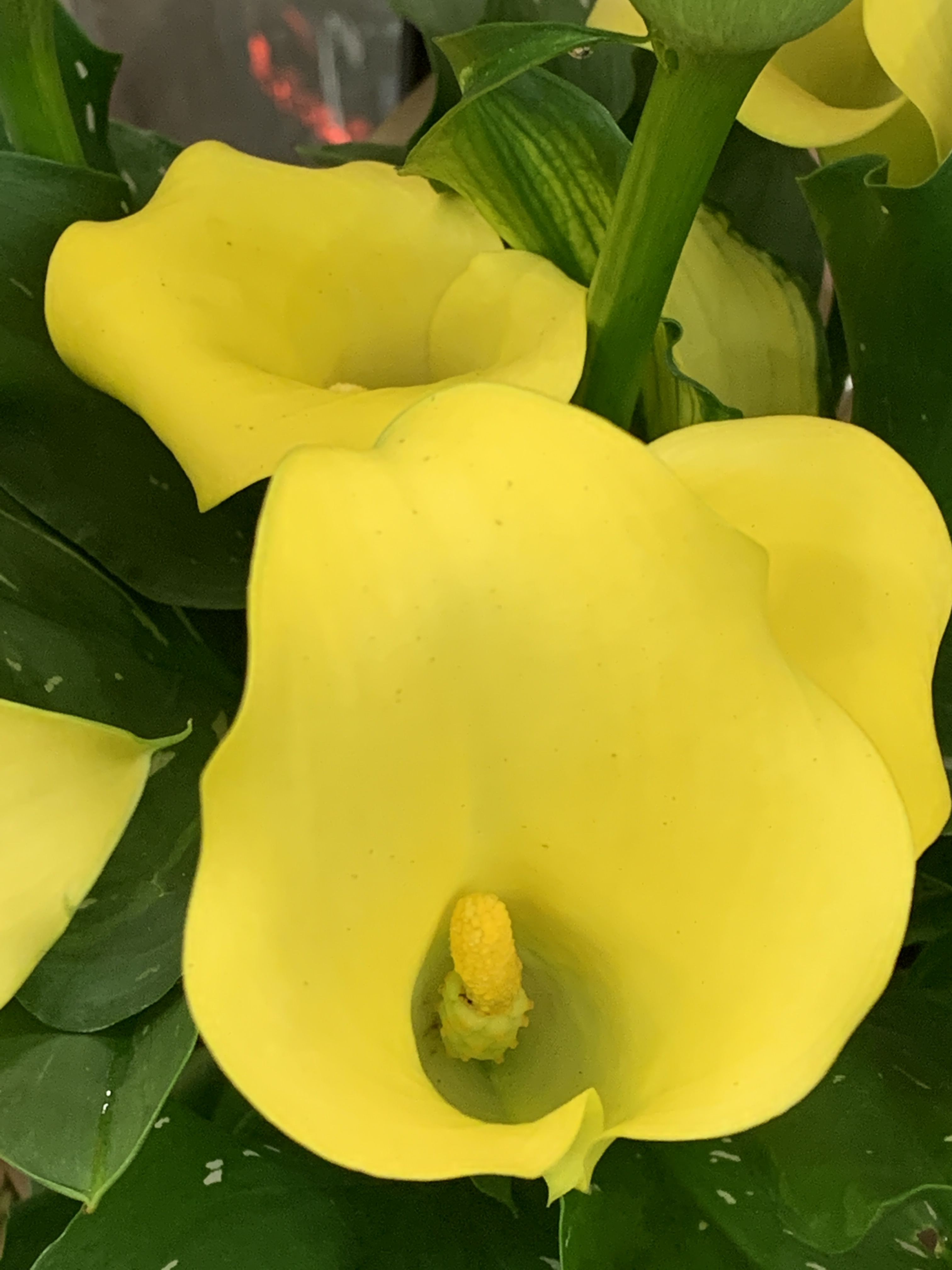 3EF1B56D-523A-4BD6-8891-45DC65BCEA0B