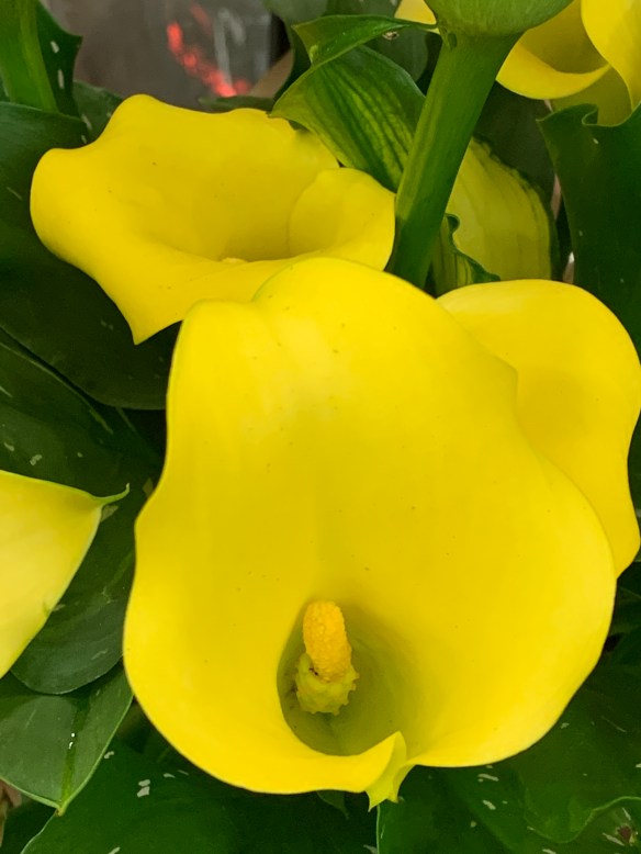 3EF1B56D-523A-4BD6-8891-45DC65BCEA0B