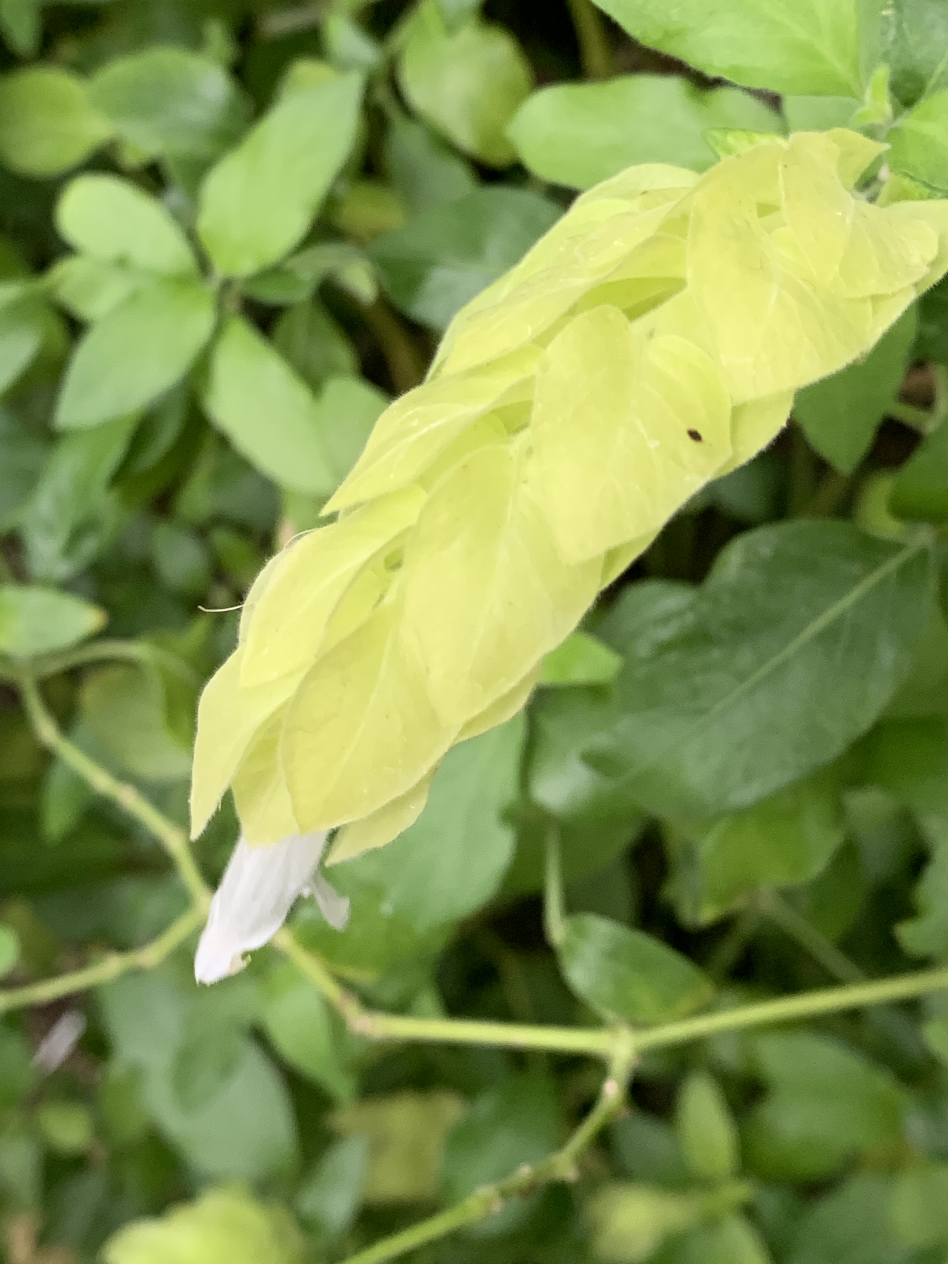 7884F3E3-9169-46E4-8E10-D773F40158BC