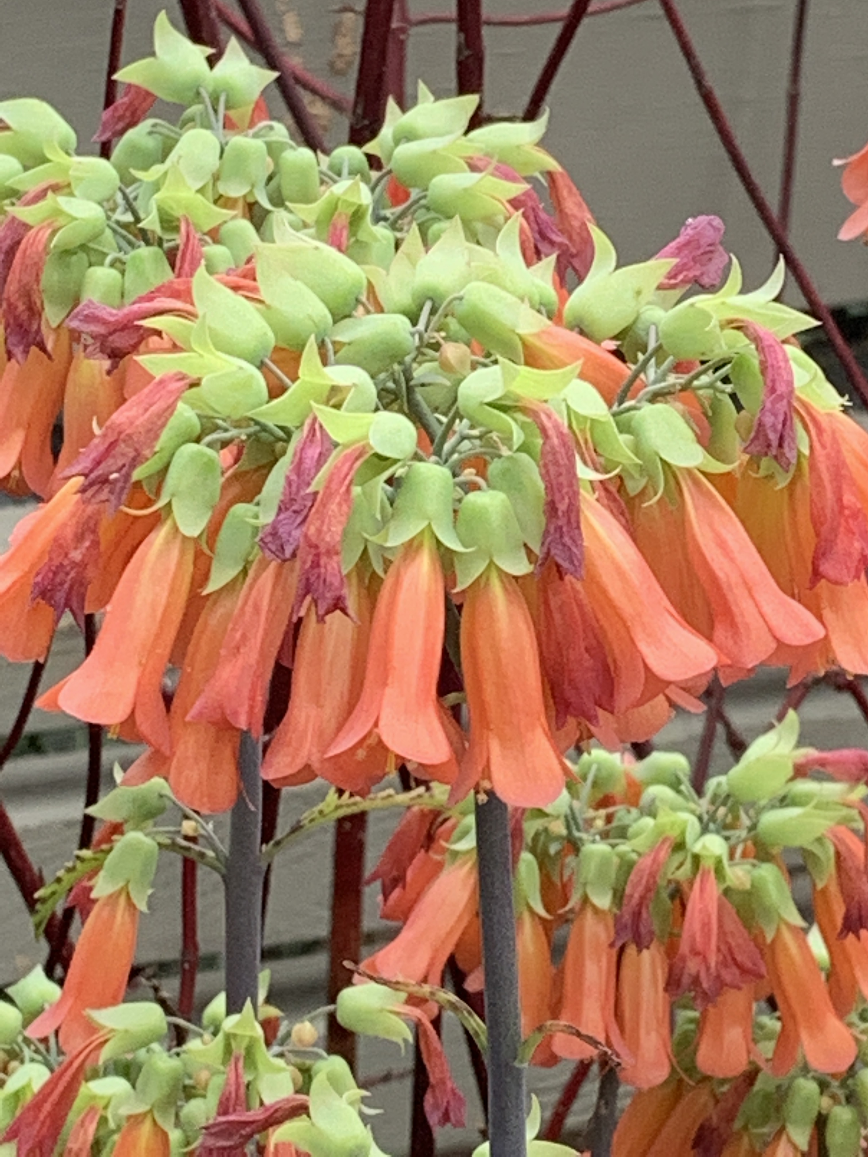 DEE3F86C-D484-4FC7-A983-993F1BE0957D