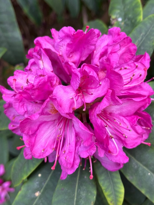 June Fire Rhododendron New Flower (June 17, 2025) – Dark Pink Rhododendron | Mama Cormier