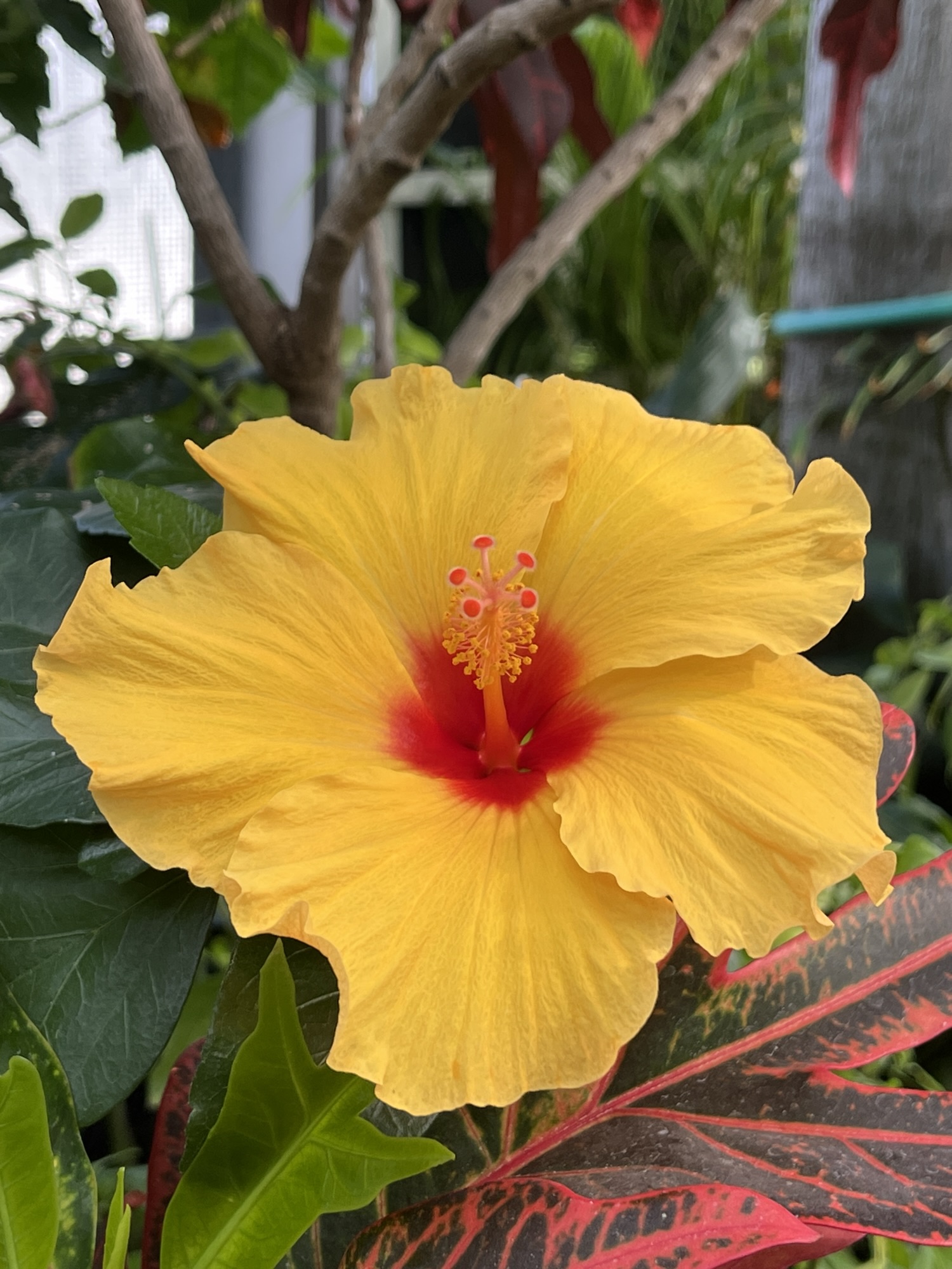 New Flower (March 12, 2026) – Yellow Hibiscus | Mama Cormier