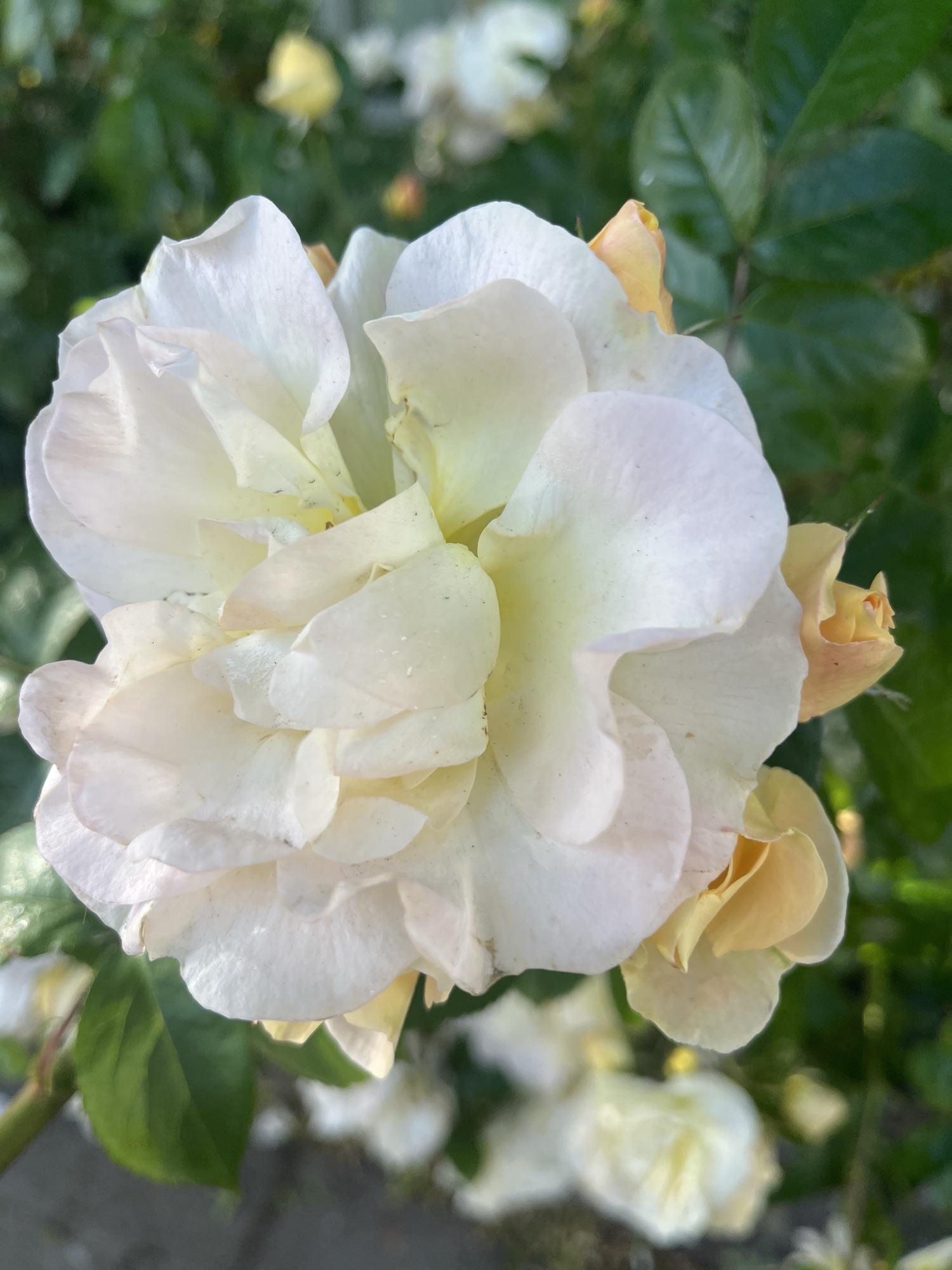 New Flower (May 16, 2026) – Buff Beauty Musk Rose | Mama Cormier